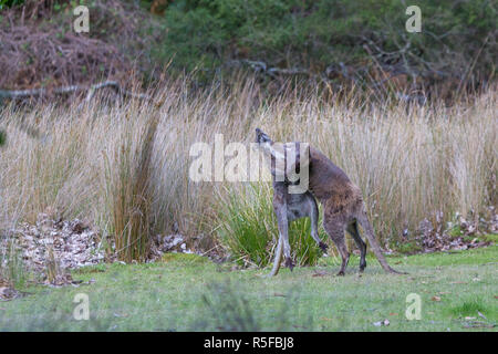 Isola di Bruny Tasmania, Australia, due maschio rosso colli il Bennett's wallaby combattimenti Foto Stock