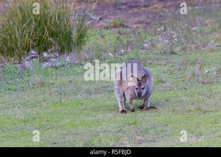 Bruny Island, Tasmania, Australia, Bennett's wallaby o rosso-un wallaby dal collo Foto Stock