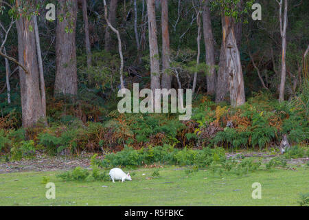 White wallaby pascolo su terreni adibiti a pascolo di fronte a una foresta Foto Stock