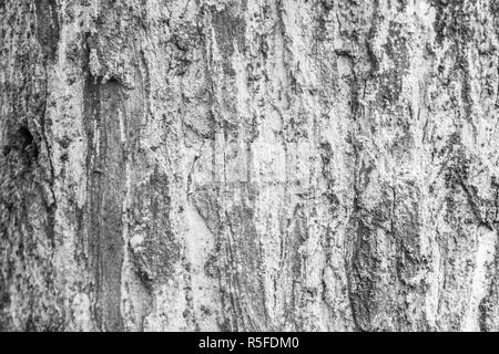 Legno jati texture con i colori nero e bianco preso in java centrale indonesia Foto Stock