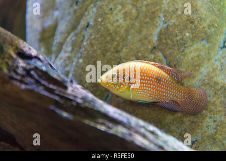 Anemonefish sott'acqua in acqua blu presso l'aquarium Foto Stock