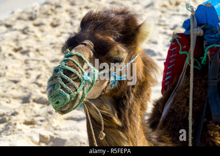 Testa di un dromedario sulla spiaggia della Tunisia Foto Stock