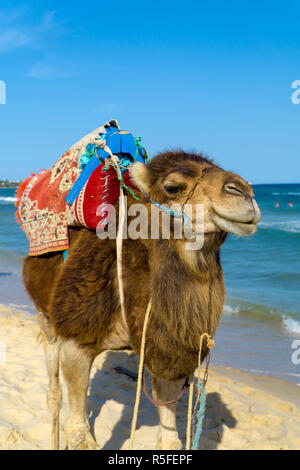 Dromedario sulla spiaggia della Tunisia Foto Stock