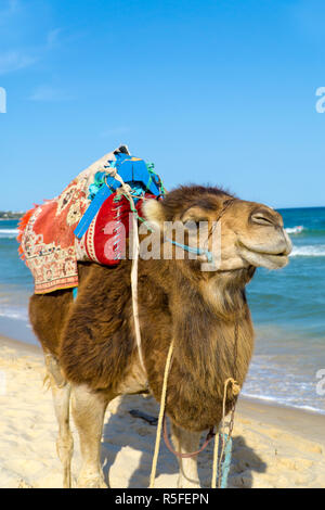 Un dromedario per correre sulla spiaggia della Tunisia Foto Stock