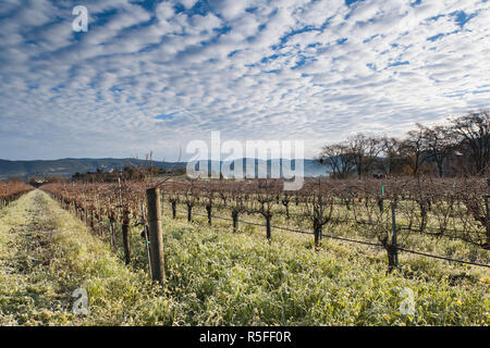 Stati Uniti d'America, la California, la California del Nord, Napa Valley Wine Country, Napa, vigneti in inverno Foto Stock