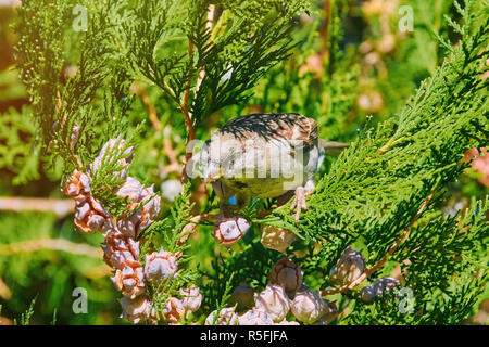 Sparrow su un Thuja Foto Stock
