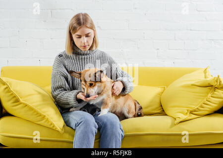 Bella donna seduta sul divano e dando il trattamento simpatico pembroke welsh corgi cane Foto Stock