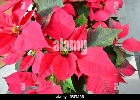 Red bellissimo fiore Poinsettia Foto Stock