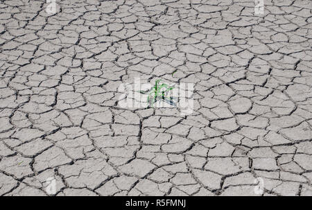 Erba verde bush cresce in mezzo alla terra incrinato Foto Stock