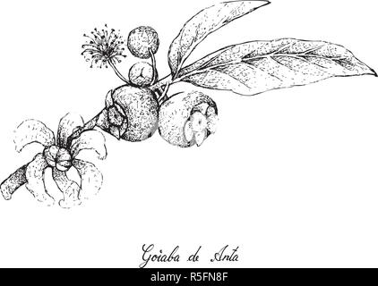 Frutti tropicali, illustrazione di mano il bozzetto Goiaba de anta, pasticcio di Apple o Bellucia Grossularioides frutti isolati su sfondo bianco. Illustrazione Vettoriale