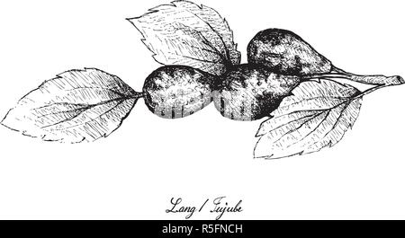 La frutta tropicale, illustrazione di mano il bozzetto Jujube, Lang, Cinese data o Ziziphus jujuba frutti isolati su sfondo bianco. Illustrazione Vettoriale