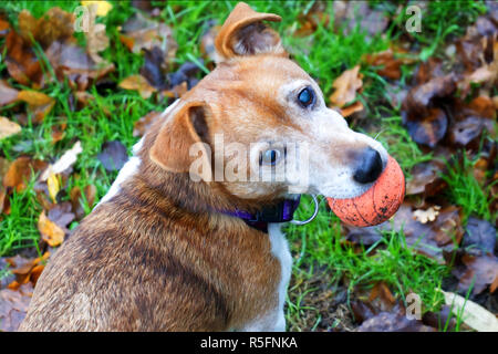 Piccolo marrone e bianco Jack Russell Terrier guardare indietro con una palla rossa in bocca Foto Stock