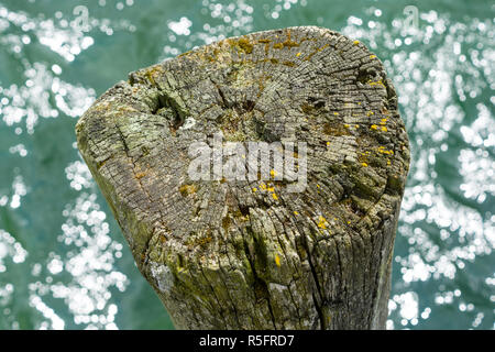 Il ceppo vecchio bastoni fuori dell'acqua. Sfondo. Foto Stock