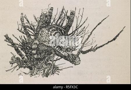 Il Cheshire cat in un albero. Alice nel Paese delle Meraviglie illustrato da Arthur Rackham. Con un proemio di Austin Dobson. L.P.. William Heinemann: Londra; Doubleday, pagina & Co.: New York, [1907]. Fonte: K.T.C.105.b.1. pagina 75 dettaglio. Autore: RACKHAM, Arthur. Carroll, Lewis pseud. [I. e. Charles Lutwidge Dodgson]. Foto Stock