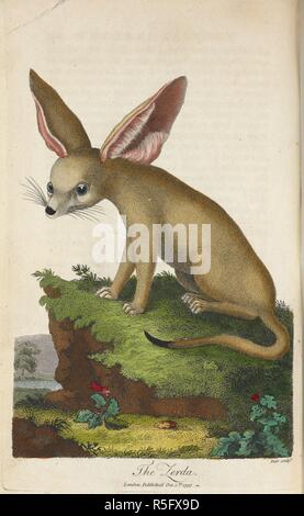 La Zerda. Il fennec fox o fennec (Vulpes vulpes zerda) è un piccolo orologio notturno fox. . Un sistema universale di storia naturale compresa la storia naturale dell'uomo, ecc. (Rivista di Storia Naturale ...). Londra, [1794-1807]. Fonte: 1509/871, vol.III, piastra opp.307. Lingua: Inglese. Autore: Sibly, Elisabetta. Foto Stock