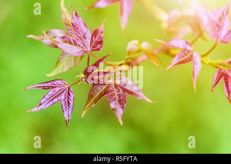 Red foglie giovani Maple in primavera Foto Stock