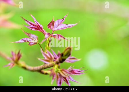 Red foglie giovani Maple Foto Stock