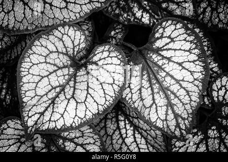 Caucaso argenteo dimenticare-me-non (brunnera macrophylla) in bianco e nero Foto Stock