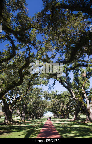 Stati Uniti d'America, Louisiana, Vacherie, Oak Alley Plantation, la tettoia querce Foto Stock