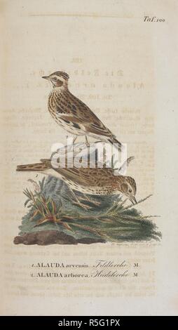 L'euroasiatica (allodola Alauda arvense). Il legno Lark Alauda (Arborea). . J. A. Naumann ... Naturgeschichte der VoÌˆgel Deutschlands, nach eigenen Erfahrungen entworfen. Durchaus umgearbeitet, ... sehr vermehrt ... und ... aufs Neue herausgegeben von ... J. F. Naumann. (Fortsetzung der NachtraÌˆge, ZusaÌˆtze und Verbesserungen von Dr. J. H. Blasius, il Dott. E. Baldamus und Dott F. Sturm.) [Con le piastre colorate.]. Leipzig ; Stuttgart, 1822-60. Fonte: 1257.h.1-13 vol.IV dopo la pagina128. Lingua: tedesco. Autore: Naumann, Johann Andreas. Foto Stock