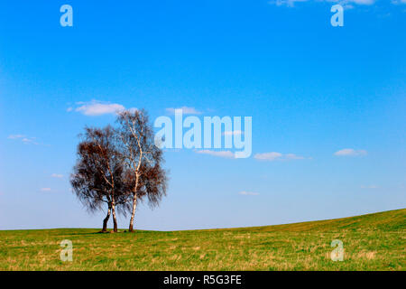 Inizio della primavera paesaggio panoramico di prato con lonely birch in Warmia regione della Polonia settentrionale Foto Stock