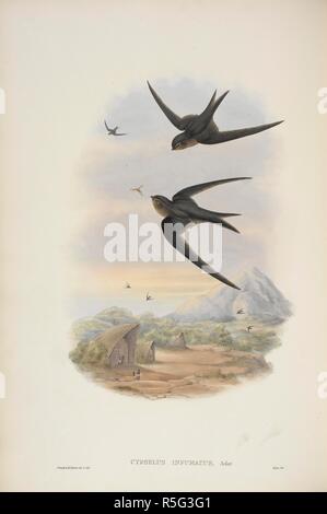 Cypselus infumatus. Sclater Palm-Swift del. Gli uccelli di Asia. Londra, 1850-83. Fonte: X 364, vol.XXIV. Autore: Gould, GIOVANNI. Foto Stock