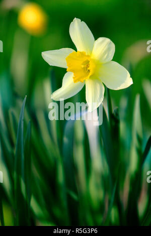 Blooming fiore di narciso, sa anche come Wild Daffodil o Quaresima lily - Narcissus pseudonarcissus - nella stagione primaverile in un giardino botanico Foto Stock