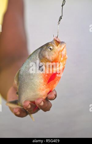 Venezuela, Delta Amacuro, Delta Orinoco, Warao uomo azienda pesci piranha Foto Stock