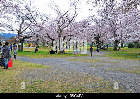 Parco di Nakanoshima, Arashiyama, Kyoto, Giappone - Aprile 6, 2017: Fiore di Ciliegio durante la stagione primaverile Foto Stock