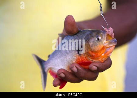 Venezuela, Delta Amacuro, Delta Orinoco, Warao uomo azienda pesci piranha Foto Stock