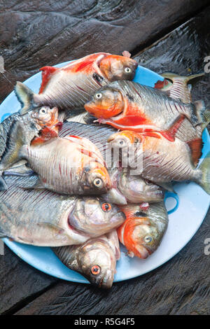 Venezuela, Delta Amacuro, Delta Orinoco, pesce Piranha Foto Stock