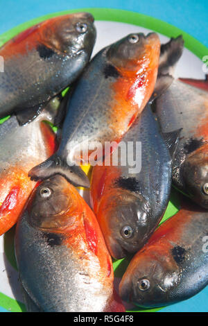 Venezuela, Delta Amacuro, Delta Orinoco, pesce Piranha Foto Stock