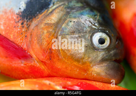 Venezuela, Delta Amacuro, Delta Orinoco, pesce Piranha Foto Stock