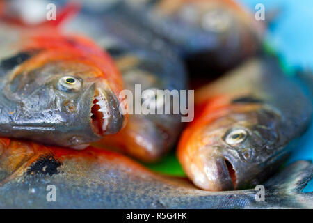 Venezuela, Delta Amacuro, Delta Orinoco, pesce Piranha Foto Stock