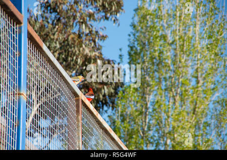 Rosellas arroccato su un balcone su una soleggiata giornata chiara Foto Stock