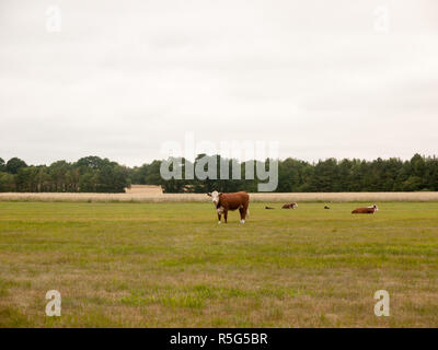 Le mucche in un coltivatore sul campo un giorno nuvoloso Foto Stock