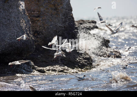 A testa nera i gabbiani sorvolano acqua Foto Stock