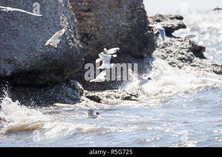 A testa nera i gabbiani sorvolano acqua Foto Stock