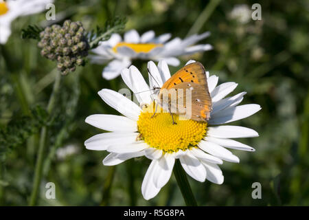 Scarse in rame sulla farfalla Oxeye Daisy Foto Stock