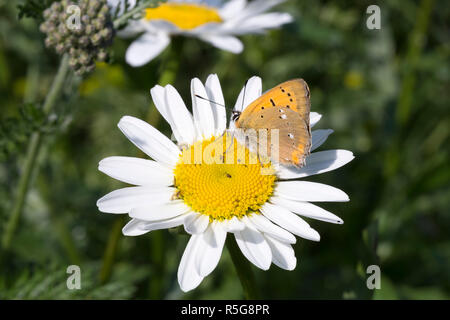 Scarse in rame sulla farfalla Oxeye Daisy Foto Stock