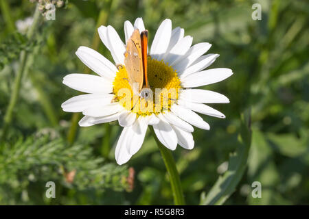 Scarse in rame sulla farfalla Oxeye Daisy Foto Stock