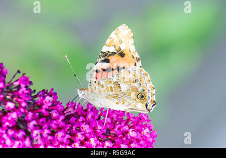 Dipinto laidy butterfly nettare di raccolta ad una budleja blossom Foto Stock