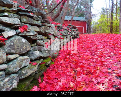 Acer palmatum, comunemente noto come acero palmate, acero giapponese o liscia giapponese di acero, è una specie di pianta legnosa nativa per il Giappone Foto Stock