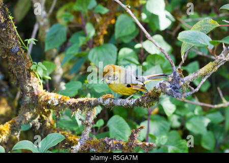 Chestnut-tailed minla nella natura Foto Stock