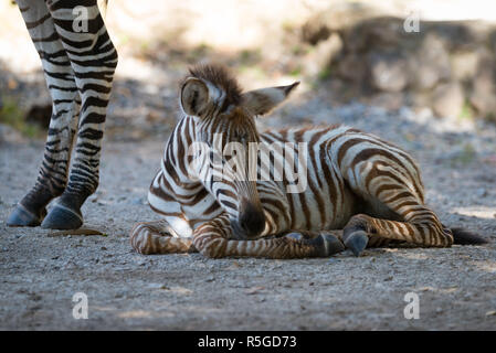 Grevy zebra puledro giacente sul terreno pietroso Foto Stock