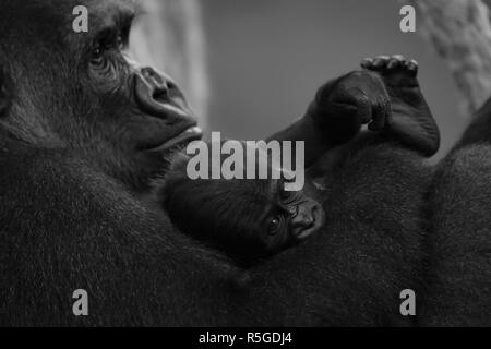 Mono gorilla del bambino in braccio alla Madre Foto Stock