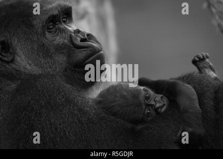 Mono gorilla baby sul braccio della madre Foto Stock