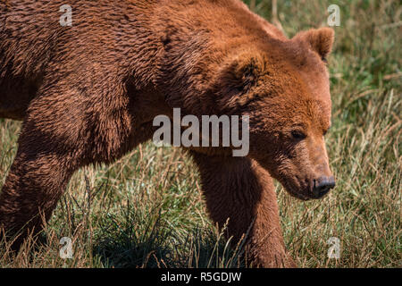 Close-up di orso bruno a piedi nella prateria Foto Stock