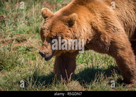 Close-up di orso bruno camminando in erba Foto Stock