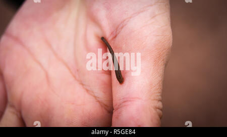 Slug succhiare il sangue a portata di mano nella foresta pluviale Foto Stock